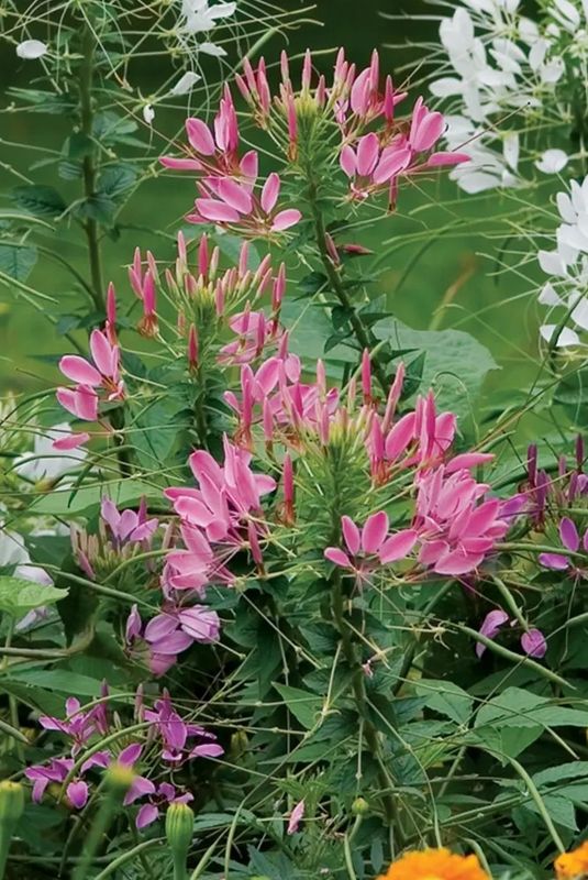 Cleome: Rose Queen