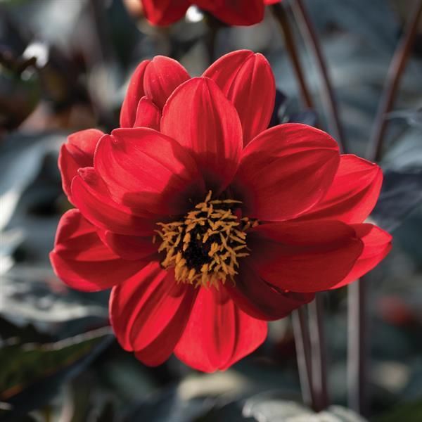 Dahlia: Black Forest Ruby Dahlia: Black Forest Ruby
