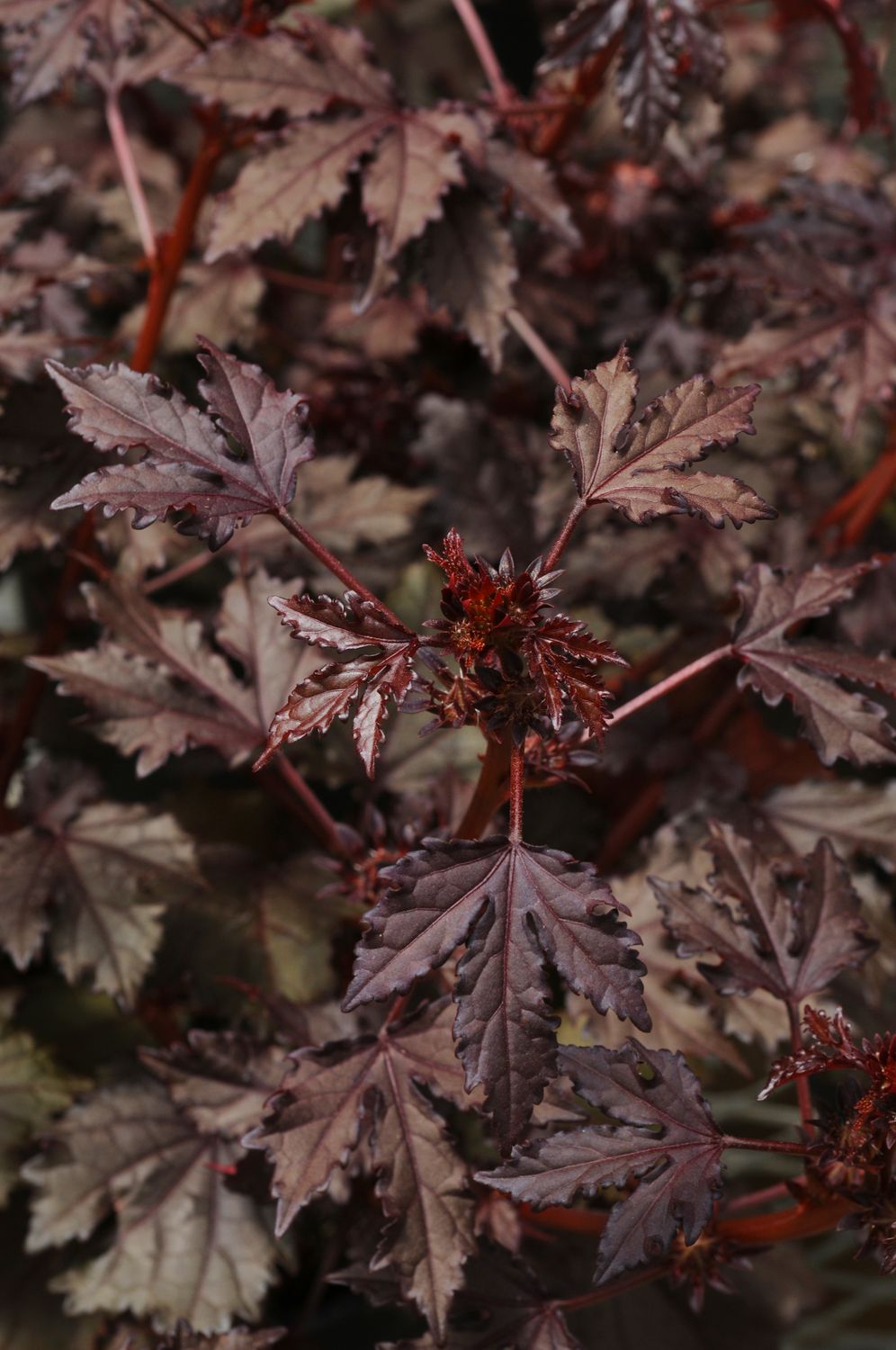 Hibiscus: Mahogany Splendor