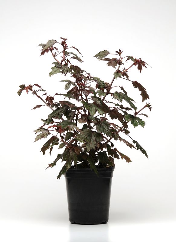 Hibiscus: Mahogany Splendor