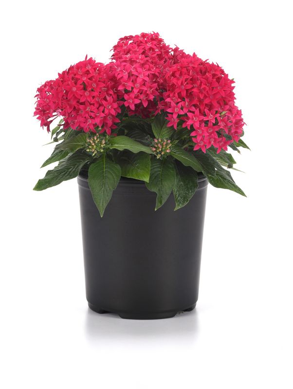 Pentas - Lucky Star: Lipstick