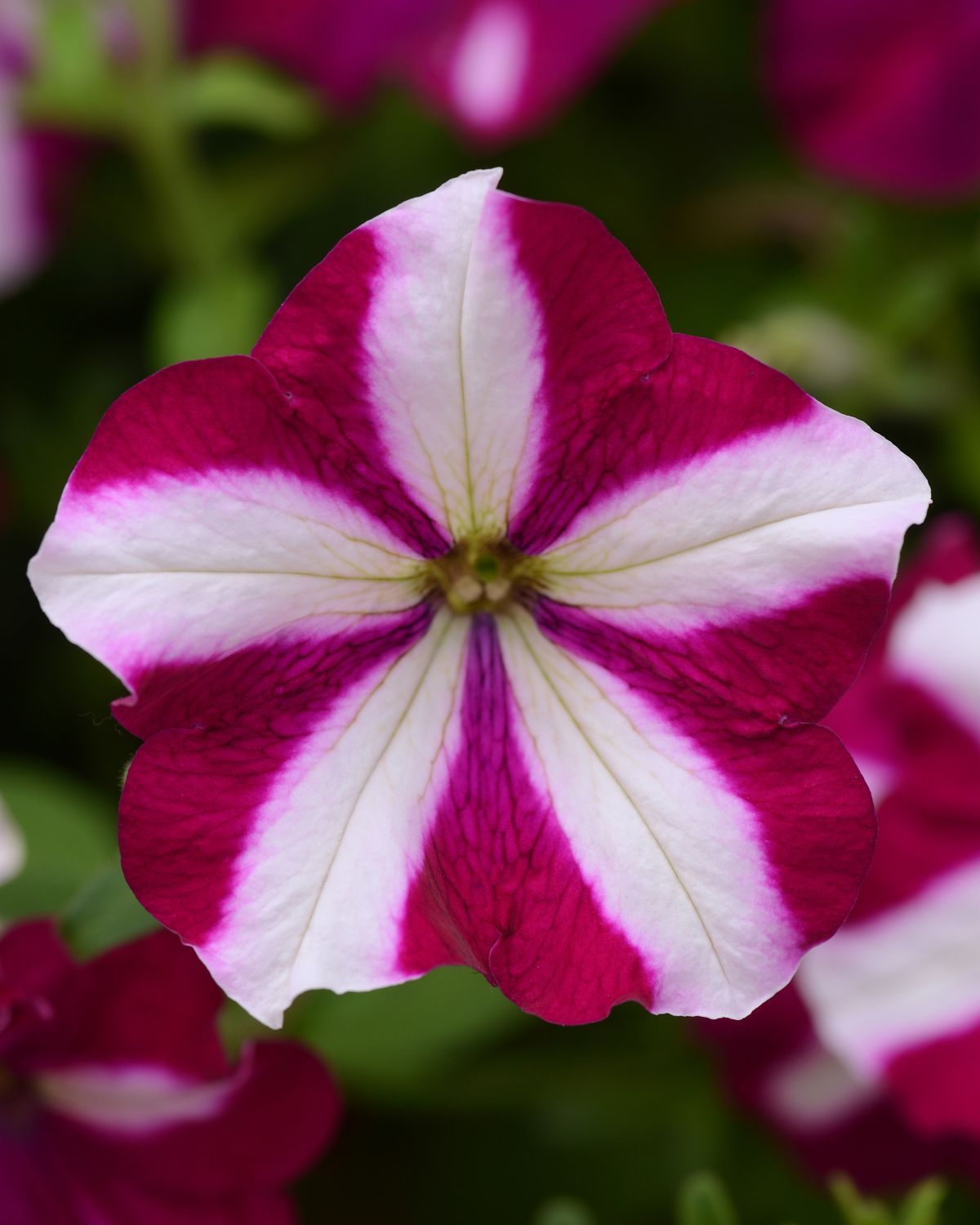 Petunia - Easy Wave: Burgundy Star Petunia - Easy Wave: Burgundy Star
