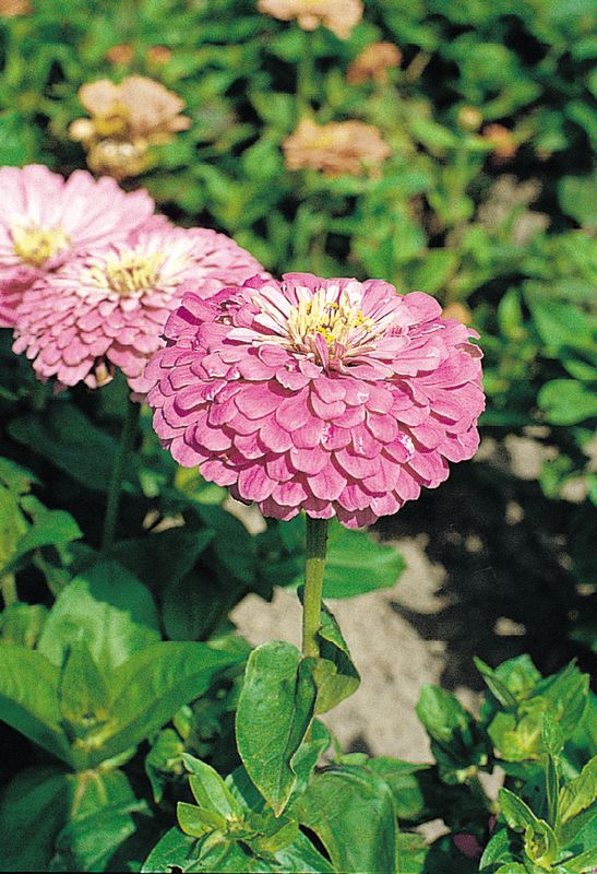 Zinnia: Benary's Giant Lilac