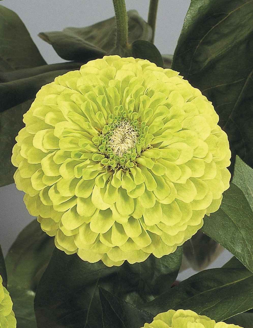 Zinnia: Benary's Giant Lime