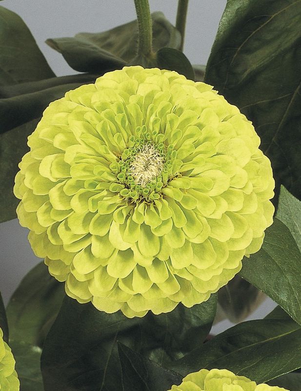 Zinnia: Benary's Giant Lime