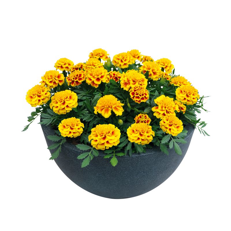 Marigold - Super Hero: Yellow Bee