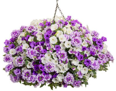 Flowering Trailers