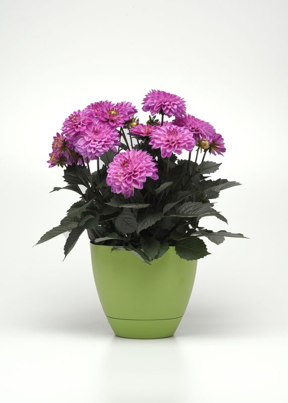 Dahlia - City Lights: Lavender Pink