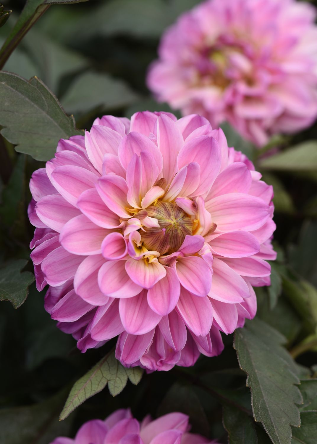 Dahlia - City Lights: Lavender Pink