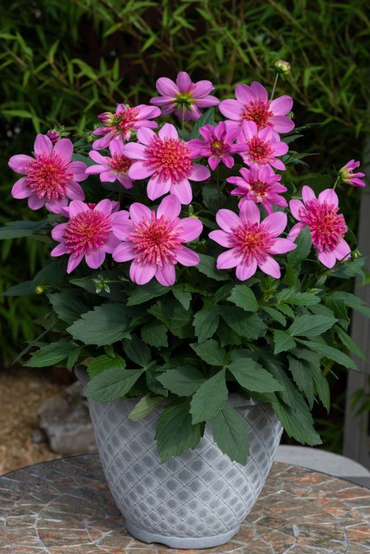 Dahlia - Venti: PinkBurst