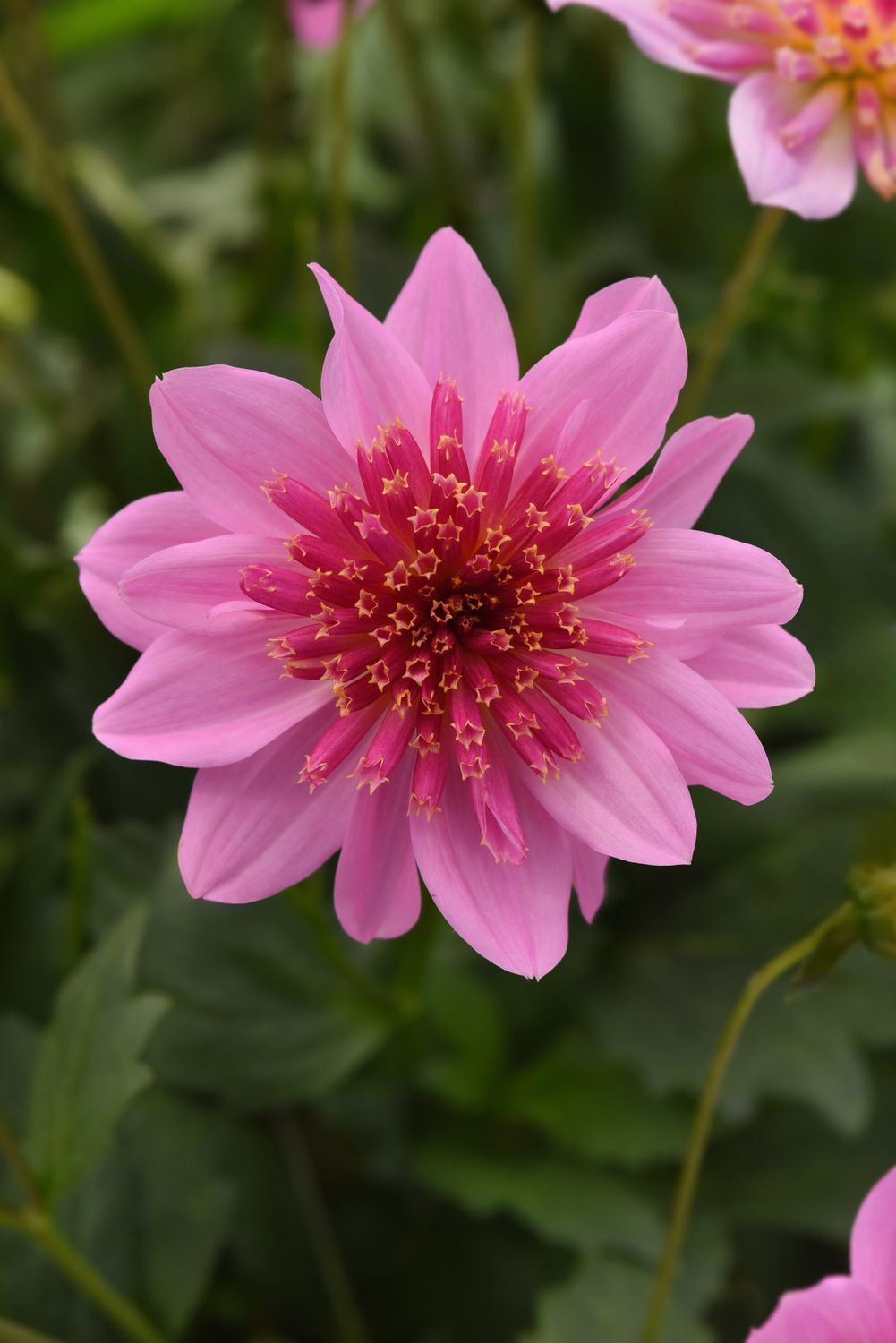 Dahlia - Venti: PinkBurst