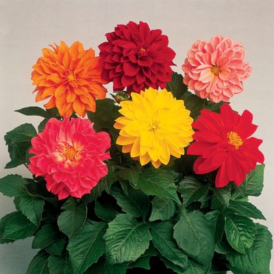 Dahlia