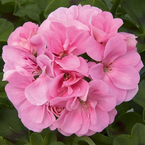 Ivy Geranium - Royal: Light Pink
