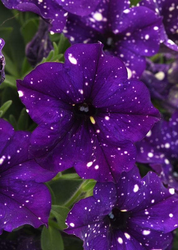 Petunia - Headliner: Violet Sky Petunia - Headliner: Violet Sky