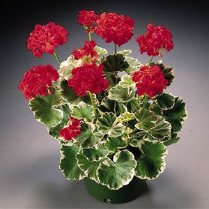 Geranium - Wilhelm Langguth