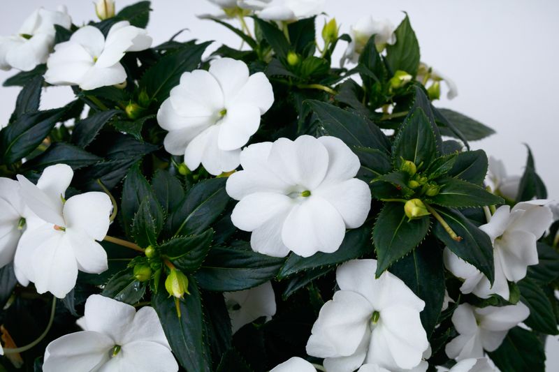 Impatiens - Sunpatiens: Compact White