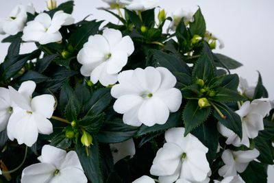 Impatiens - Sunpatiens: Compact White