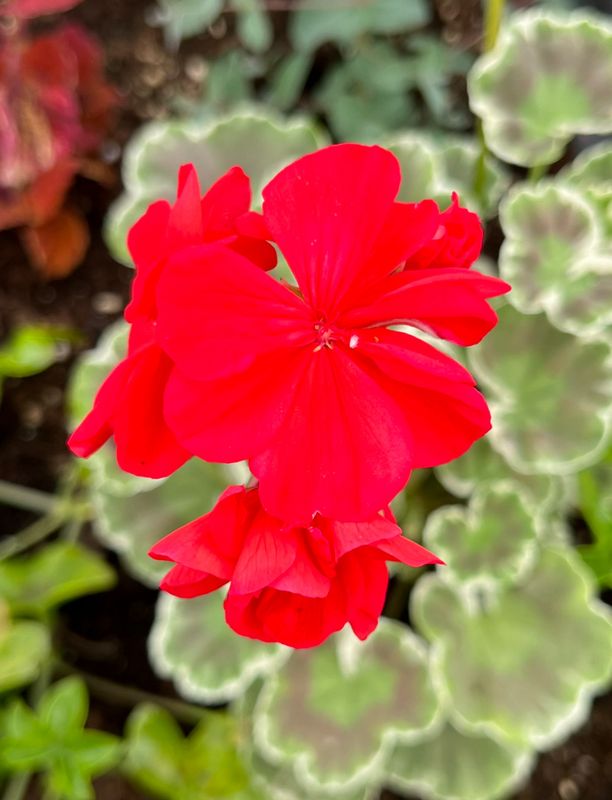 Geranium - Wilhelm Langguth