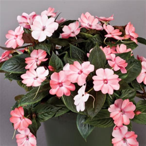 Impatiens - Sunpatiens: Compact Blush Pink