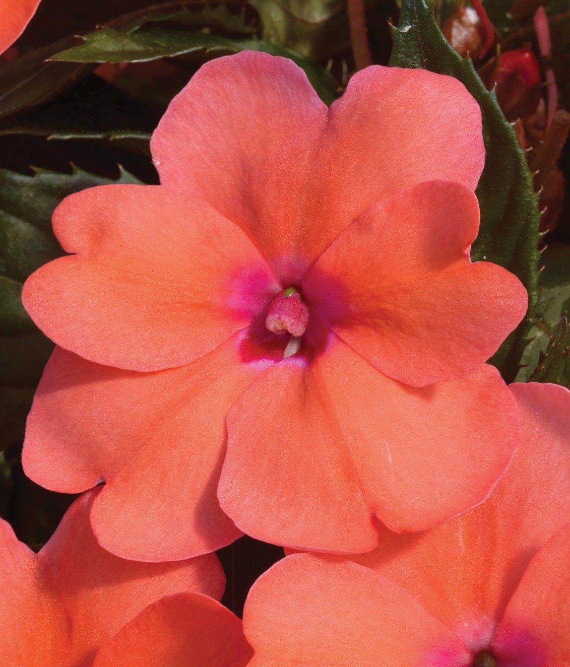 Impatiens - Sunpatiens: Compact Coral Pink