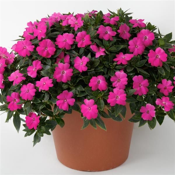 Impatiens - Sunpatiens: Compact Lilac