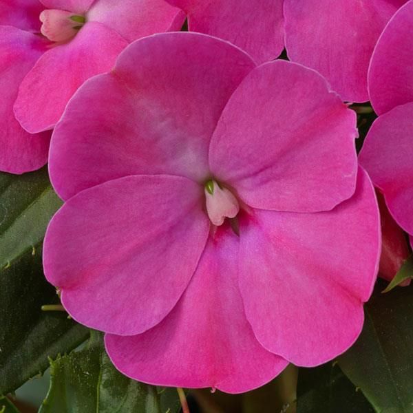 Impatiens - Sunpatiens: Compact Lilac Impatiens - Sunpatiens: Compact Lilac