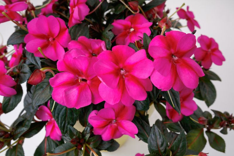 Impatiens - Sunpatiens: Compact Purple Candy