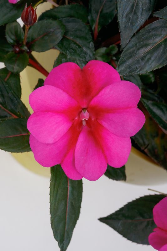 Impatiens - Sunpatiens: Compact Purple Candy