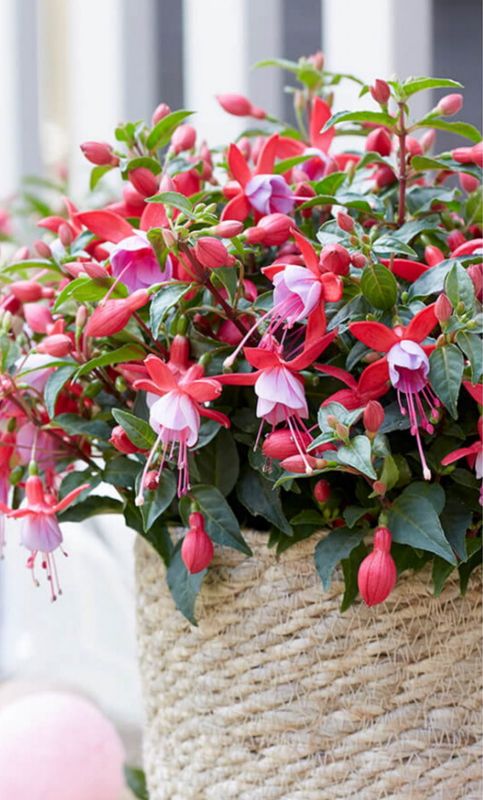 Fuchsia - Bella: Ella