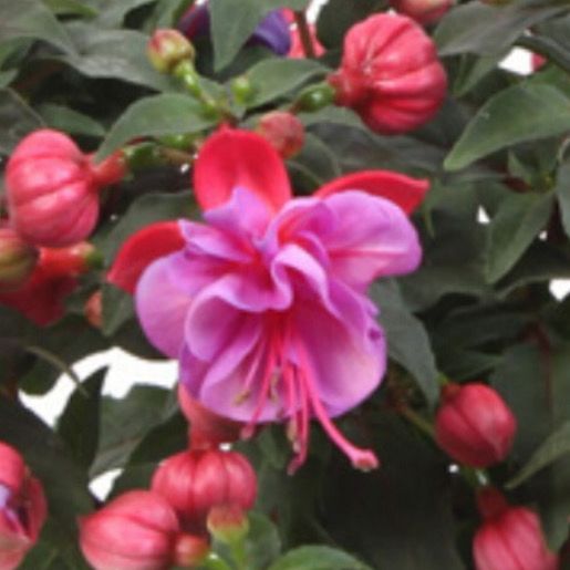 Fuchsia - Bella: Ella Fuchsia - Bella: Ella