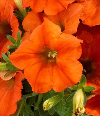 Petunia - Inferno: The Orange!
