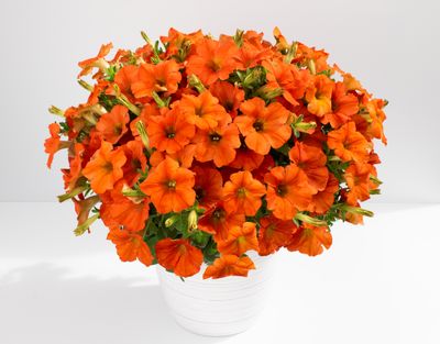 Petunia - Inferno: The Orange!