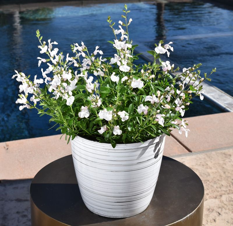 Salvia - Tanami: White
