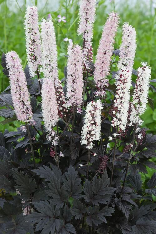 Actaea: Chocoholic