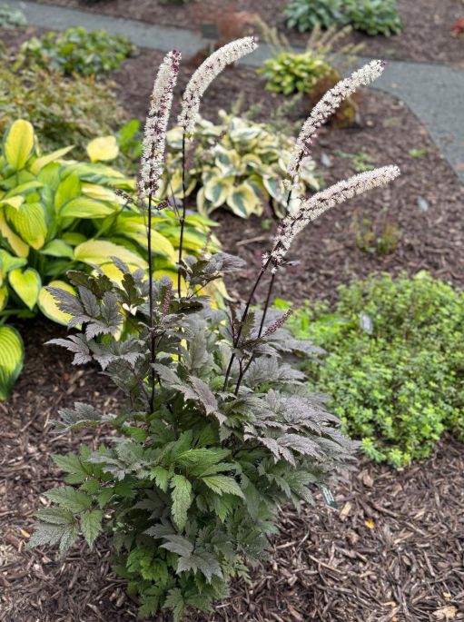 Actaea: Pink Spike