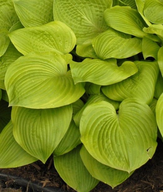 Hosta: August Moon