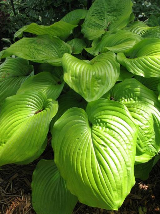 Hosta: Sum and Substance