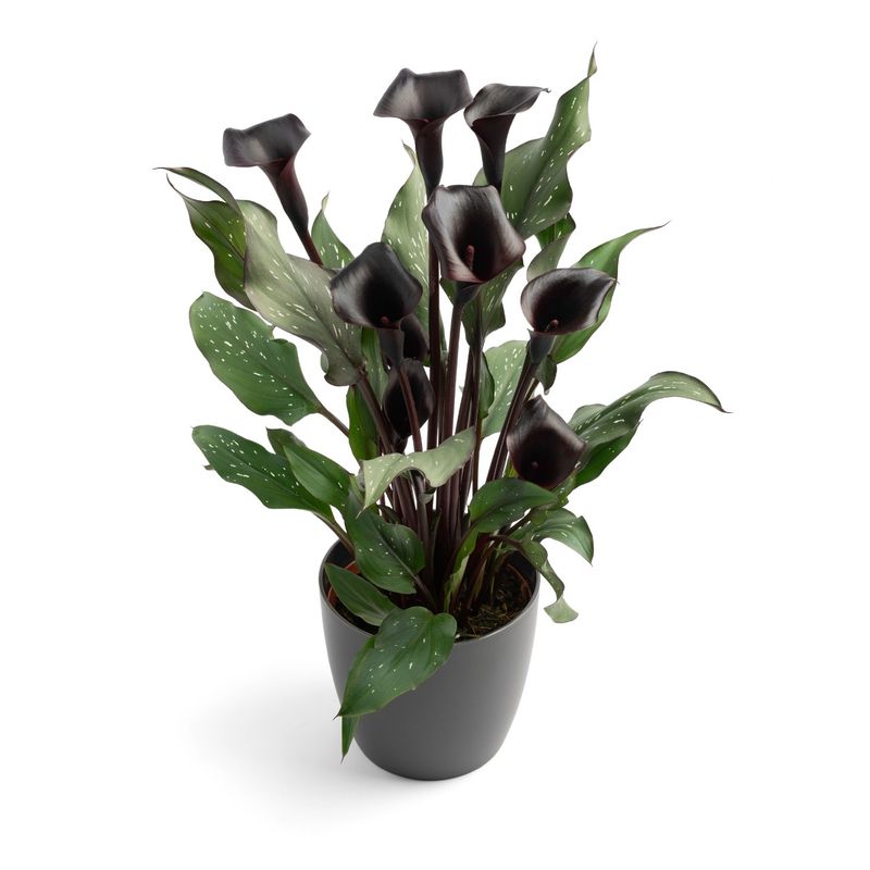 Calla Lily: Arabian Night