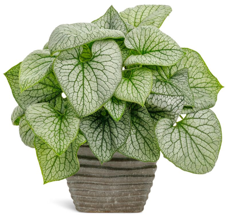 Brunnera: Queen of Hearts