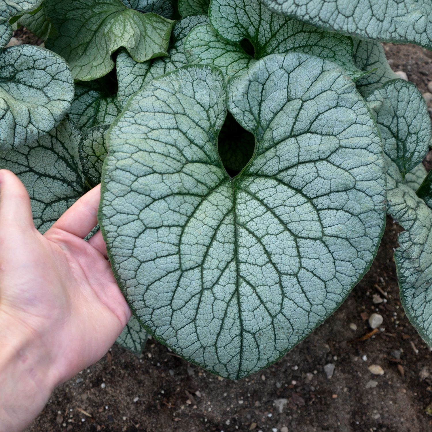 Brunnera: Queen of Hearts