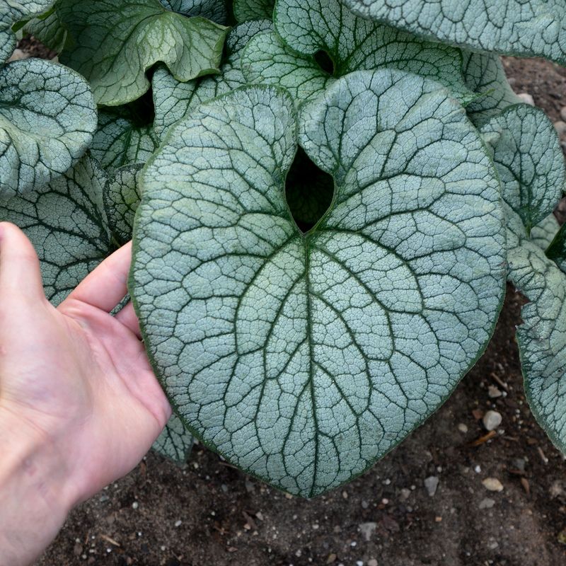 Brunnera: Queen of Hearts Brunnera: Queen of Hearts