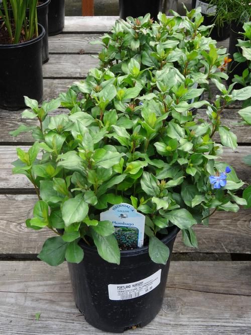 Hardy Plumbago (Dwarf)