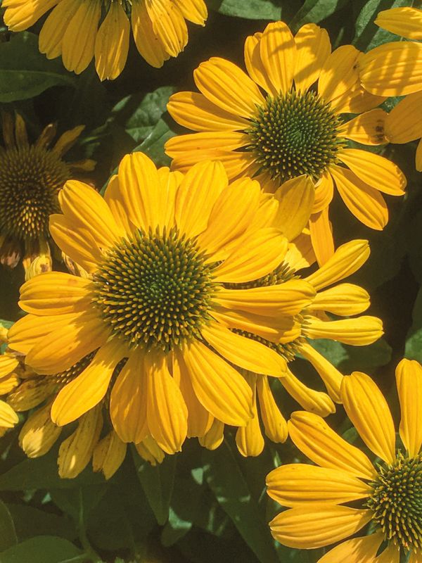 Echinacea: Mellow Yellows (Coneflower) Echinacea: Mellow Yellows (Coneflower)