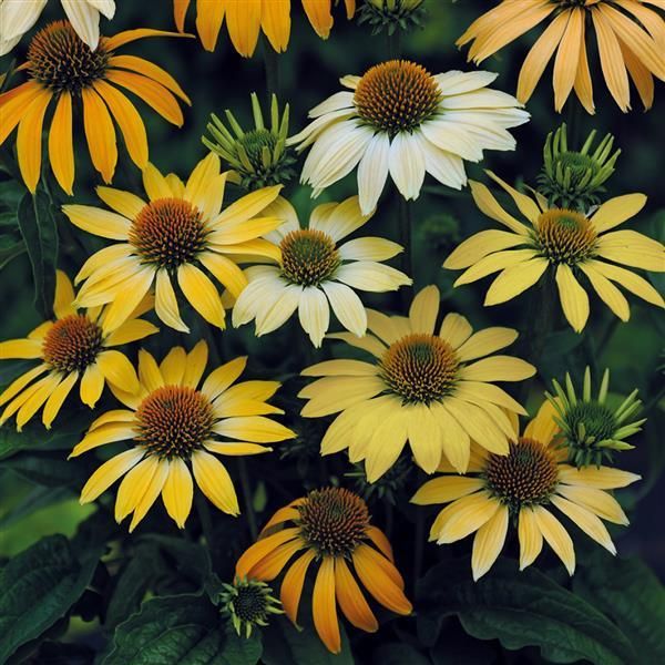 Echinacea: Mellow Yellows (Coneflower)