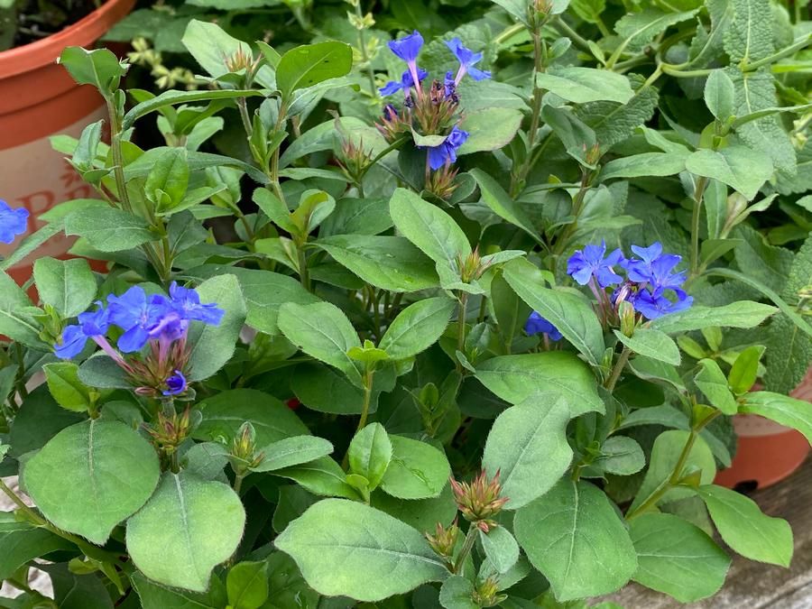 Hardy Plumbago (Dwarf)