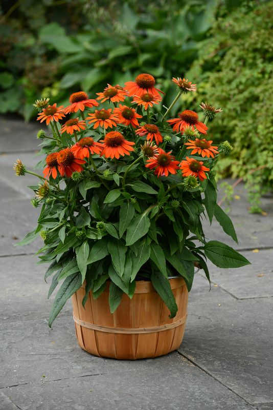Echinacea - Sombrero: Adobe Orange (Coneflower)