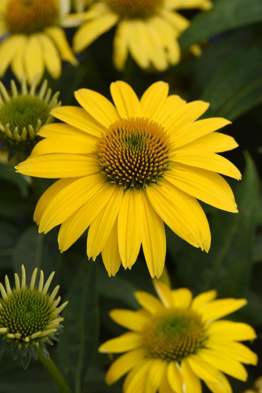 Echinacea - Sombrero: Lemon Yellow (Coneflower) Echinacea - Sombrero: Lemon Yellow (Coneflower)
