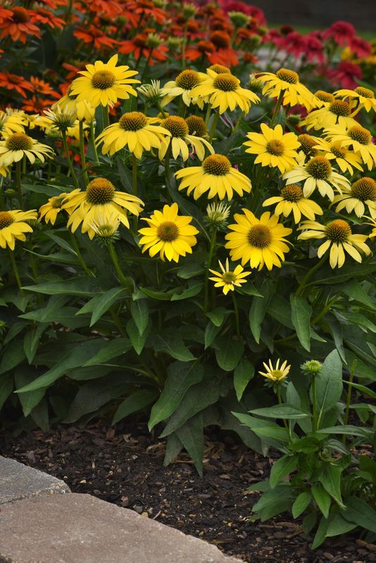 Echinacea - Sombrero: Lemon Yellow (Coneflower)