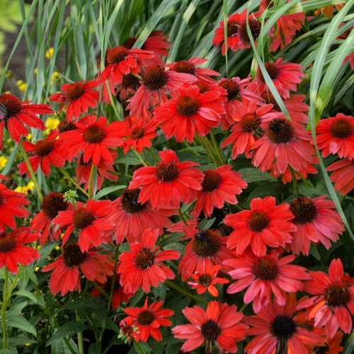 Echinacea - Sombrero: Salsa Red (Coneflower)