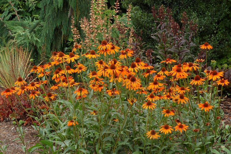 Echinacea: Tiki Torch (Coneflower)